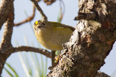 Küçük serçe kuşu stonechat bir ağaç üzerinde