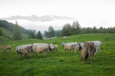 İneklerin grubunda yeşil mera
