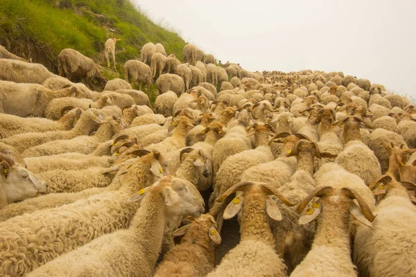 Sheep and goats in the pastures during the transhumance