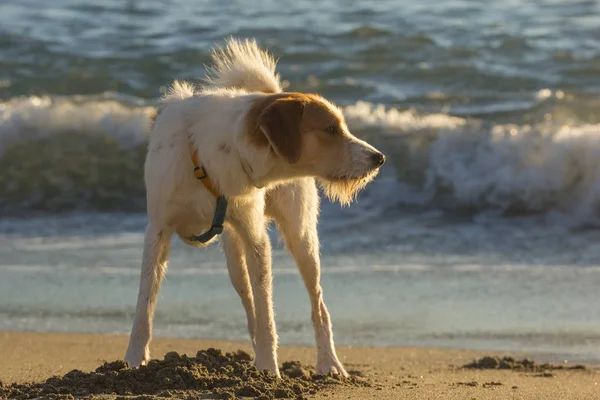 Livre Jogando Dog Praia Grátis — Fotografia de Stock