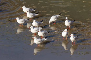 Kraliyet martı açık bir su yolu