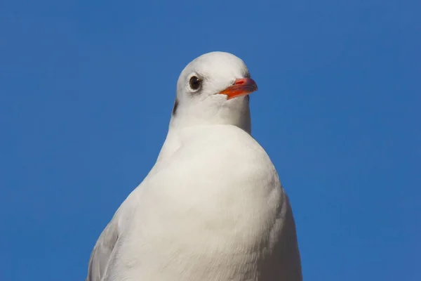 Retrato Uma Jovem Gaivota Com Céu Azul Claro Fundo — Fotografia de Stock