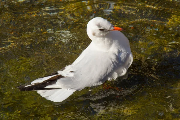 Royal Gull Canal Aire Libre — Foto de Stock