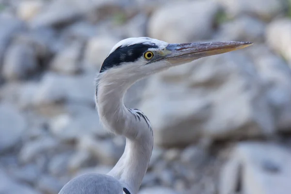 Portret Van Reiger Buitenshuis — Stockfoto