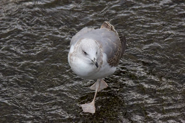 Royal Gull Outdoor Waterway — Stock Photo, Image