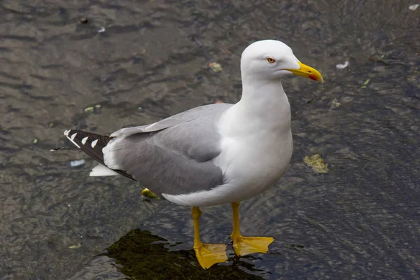Royal Gull ในทางน ากลางแจ — ภาพถ่ายสต็อก