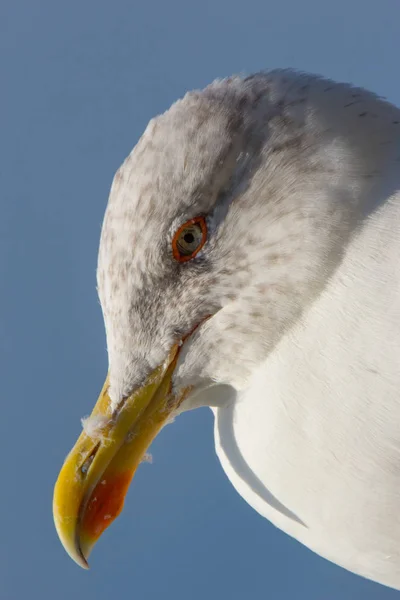 Retrato Una Gaviota Real Adulta Aire Libre — Foto de Stock