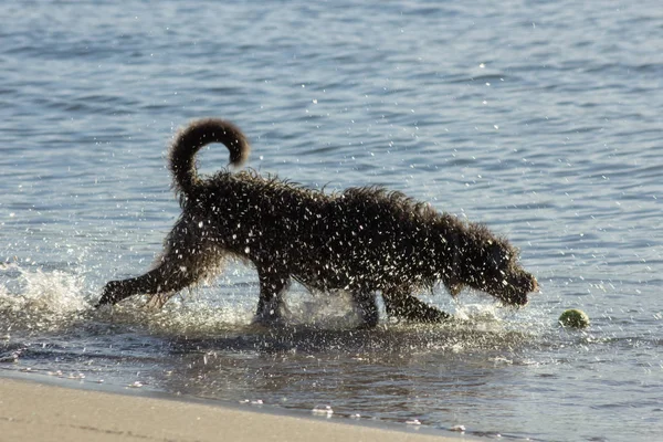 Cão Mar Praia Sacode Água — Fotografia de Stock