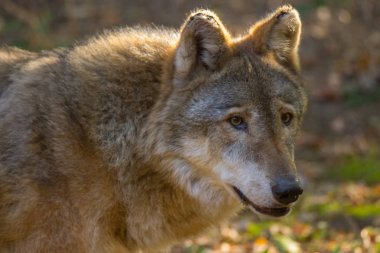 İtalyan kurt ormanın ortasında doğa içinde