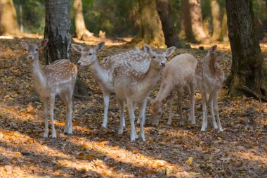 Ormanın ortasında ağaçların arasında doğa içinde fawns
