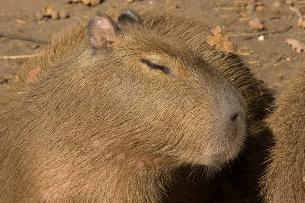 Açık Havada Doğa Ortasında Capibara Büyük Kemirgen — Stok fotoğraf