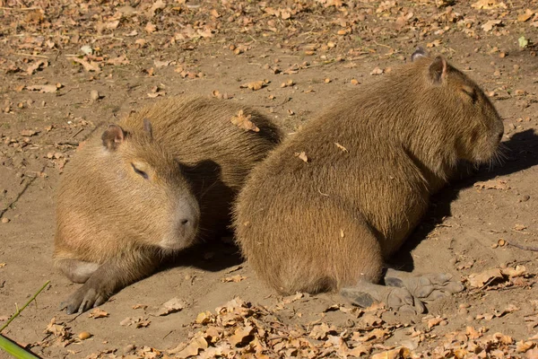 Kapibara Dużych Gryzoni Zewnątrz Pośród Przyrody — Zdjęcie stockowe