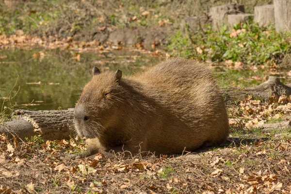Açık Havada Doğa Ortasında Capibara Büyük Kemirgen — Stok fotoğraf