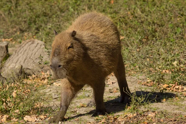 Capybara Großes Nagetier Freien Inmitten Der Natur — Stockfoto