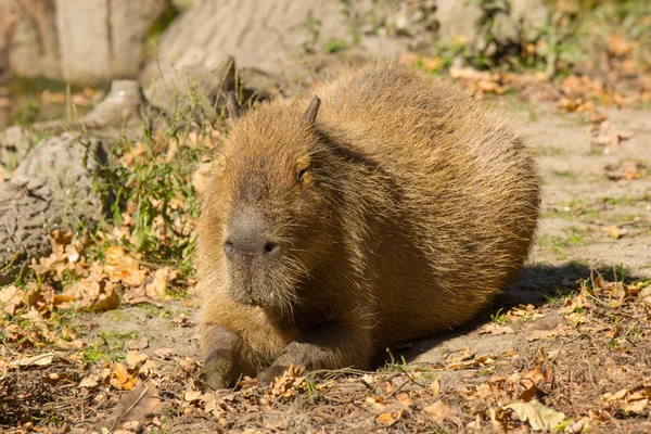 Açık Havada Doğa Ortasında Capibara Büyük Kemirgen — Stok fotoğraf