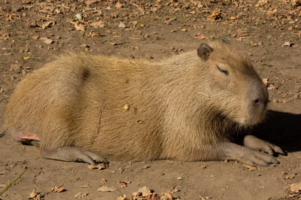 Capybara Roedor Grande Aire Libre Medio Naturaleza —  Fotos de Stock