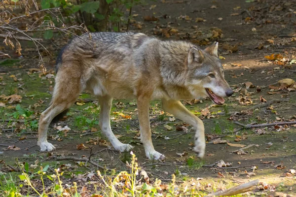 Italiaanse Wolf Het Bos Midden Natuur — Stockfoto