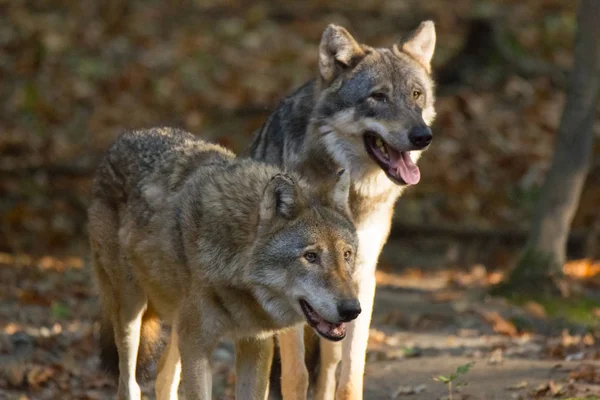 İtalyan kurt ormanın ortasında doğa içinde