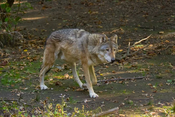 Italiaanse Wolf Het Bos Midden Natuur — Stockfoto