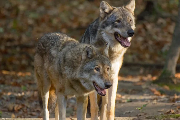 Der Italienische Wolf Wald Inmitten Der Natur — Stockfoto