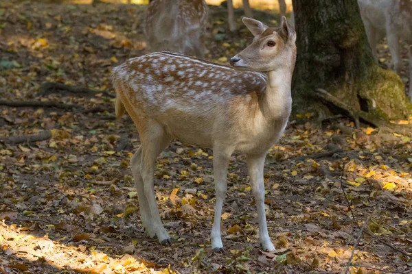 Fawns Bosque Medio Los Árboles Entre Naturaleza — Foto de Stock