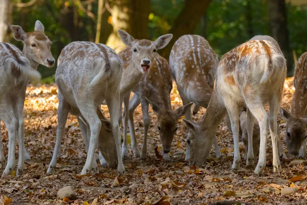 Fawns Woods Amidst Trees Nature — Stock Photo, Image