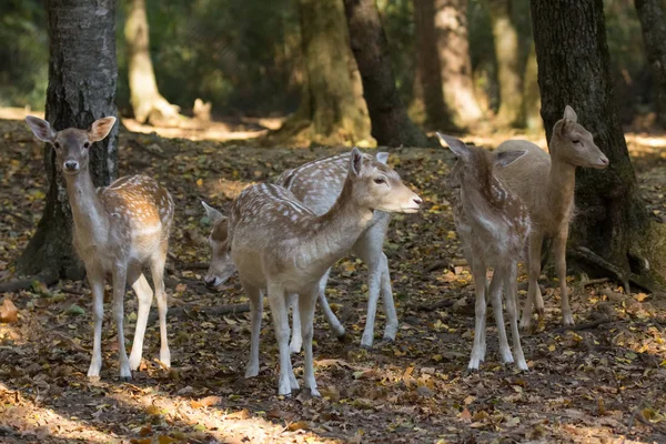 Fawns Bosque Medio Los Árboles Entre Naturaleza — Foto de Stock