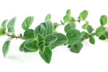 Beyaz bir arka plan üzerinde izole kekik veya mercanköşk yaprakların küçük dalları 