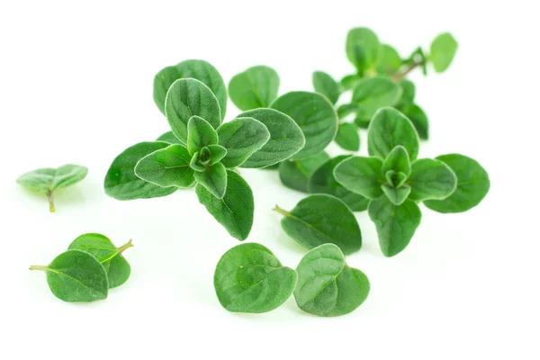 Beyaz bir arka plan üzerinde izole kekik veya mercanköşk yaprakların küçük dalları 