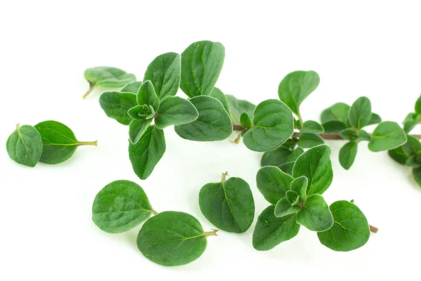 Beyaz bir arka plan üzerinde izole kekik veya mercanköşk yaprakların küçük dalları 