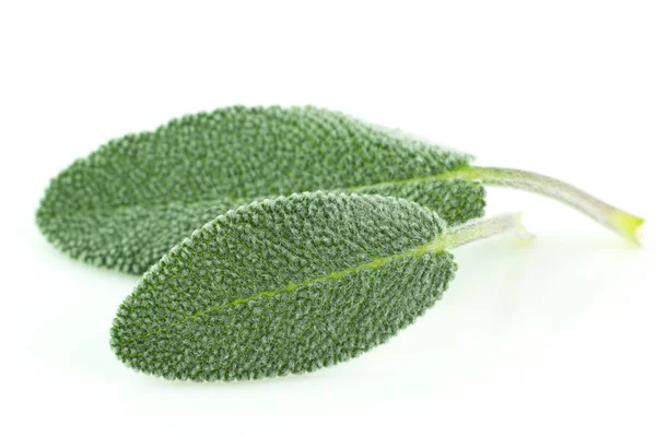 Beyaz arka plan üzerinde izole adaçayı bitki yaprakları