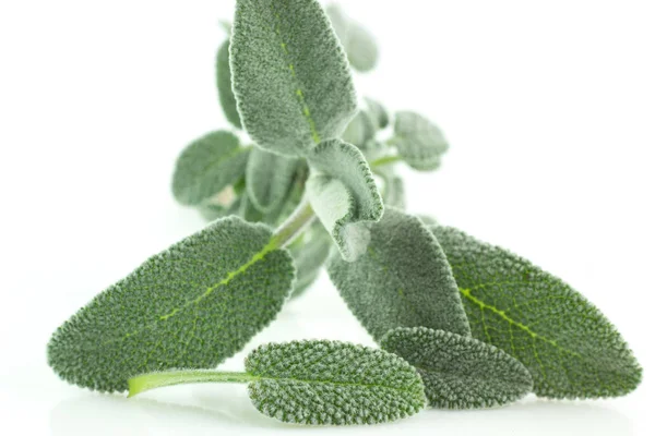 白い背景に分離されたセージの植物の葉 — ストック写真