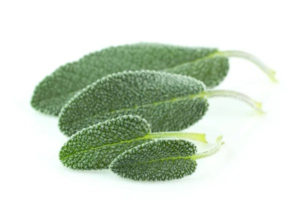 Leaves Sage Plant Isolated White Background — Stock Photo, Image