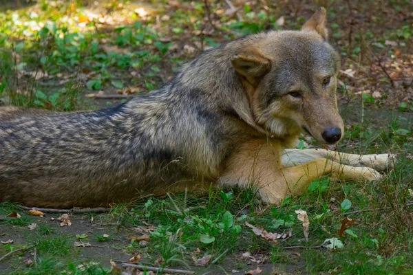 Italian Wolf Forest Midst Nature — Stock Photo, Image