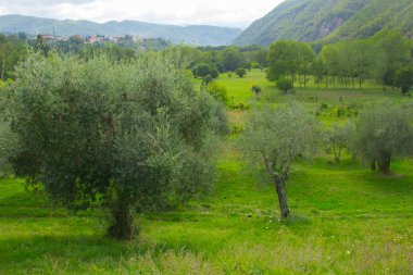 Açık havada bereketli ve bereketli zeytin ağaçları 