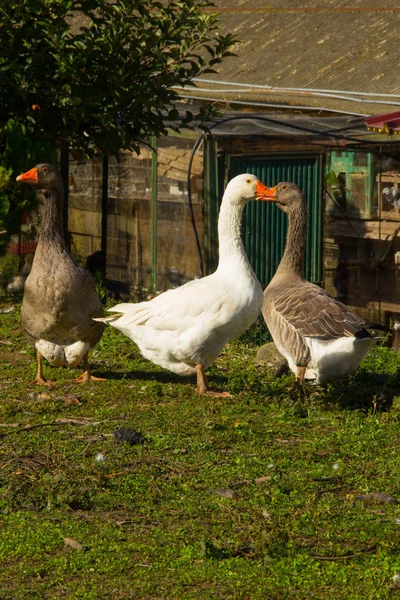 Young Geese Farm Meadow — Stock Photo, Image