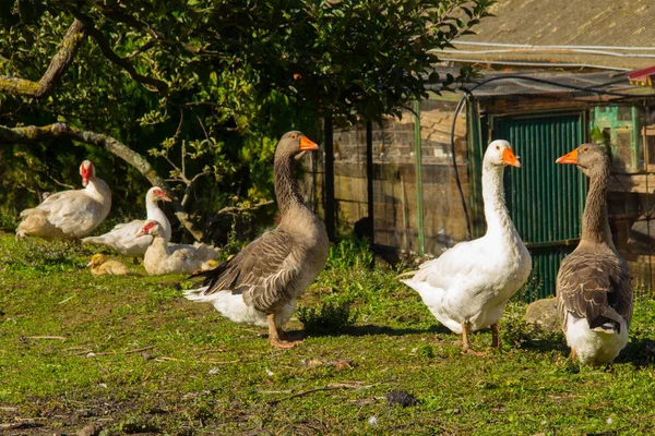 Mladých Hus Louce Farma — Stock fotografie