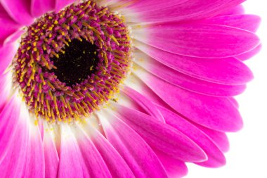 Beyaz arka planda izole gerbera parlak renkli makro 
