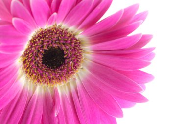 Beyaz arka planda izole gerbera parlak renkli makro 