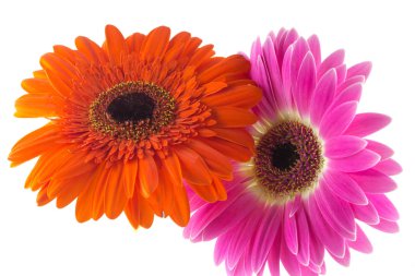 Beyaz arka planda izole gerbera parlak renkli makro 