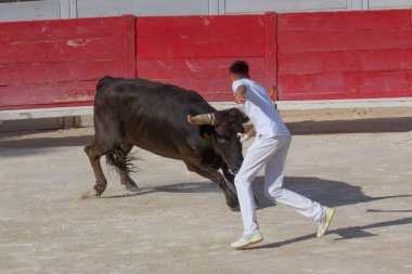 Fransa 'da Arles 'te Bulls 'un Camargue yarışı 