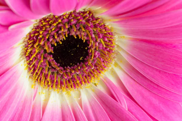 Macro Gerbera Brillantemente Coloreada Aislada Sobre Fondo Blanco — Foto de Stock