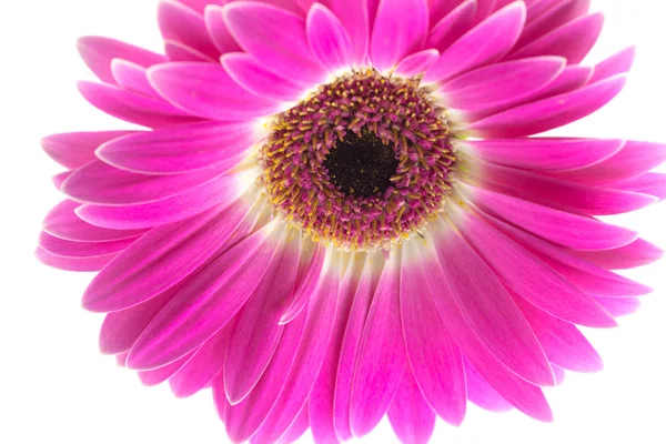 Macro Van Gerbera Fel Gekleurd Geïsoleerd Witte Achtergrond — Stockfoto