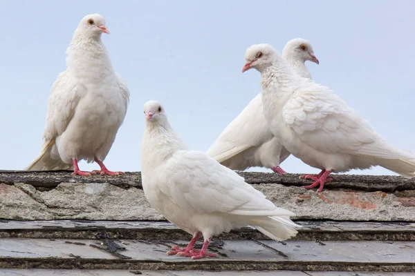 Cztery Białe Gołębie Nad Dachem Zewnątrz — Zdjęcie stockowe