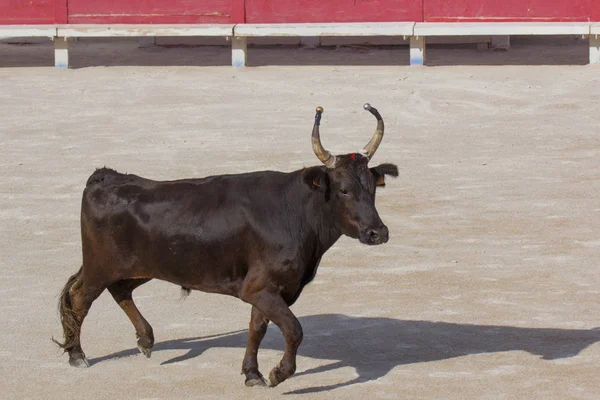 Corrida Camargue Dos Touros Arles França — Fotografia de Stock