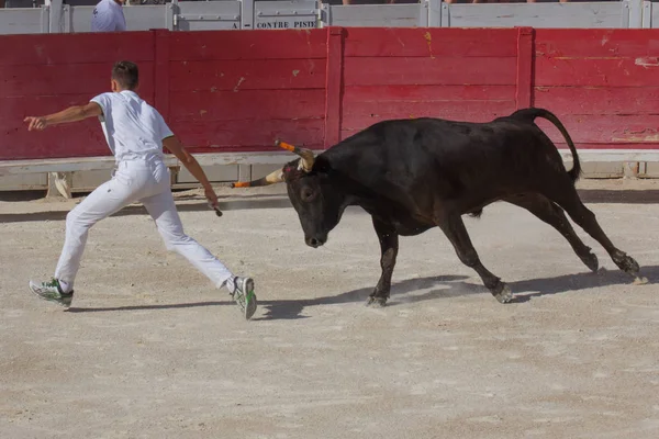 Carrera Camarga Los Toros Arles Francia — Foto de Stock