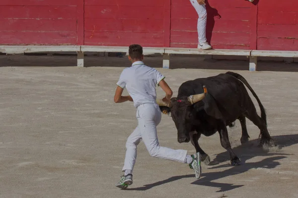 Camargue Verseny Bulls Arles Franciaországban — Stock Fotó