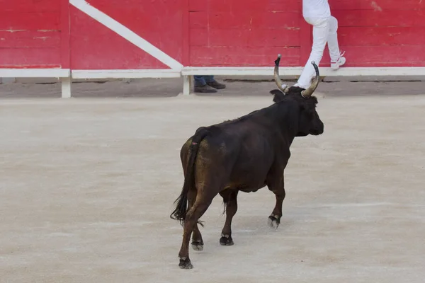 Corrida Camargue Dos Touros Arles França — Fotografia de Stock