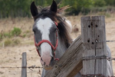 Kırsal açık havada Camargue atlar  