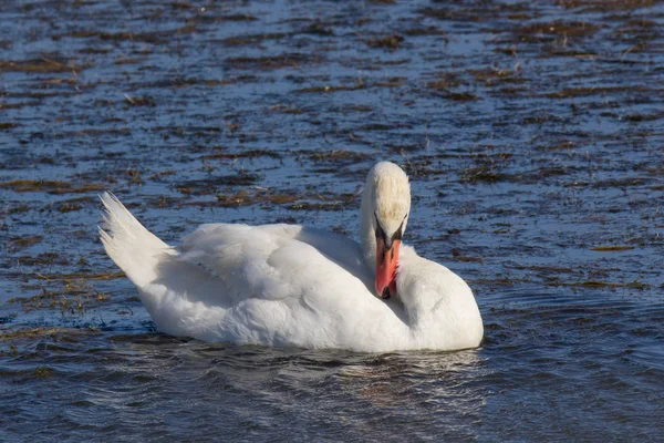 White Swan Floats Bathe Sea — Stock Photo, Image